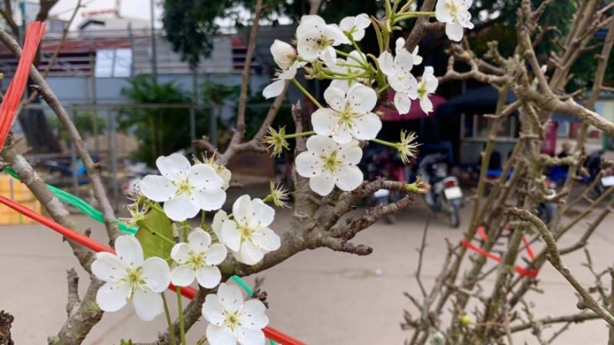 Mountain flowers blossoming in Hanoi capital